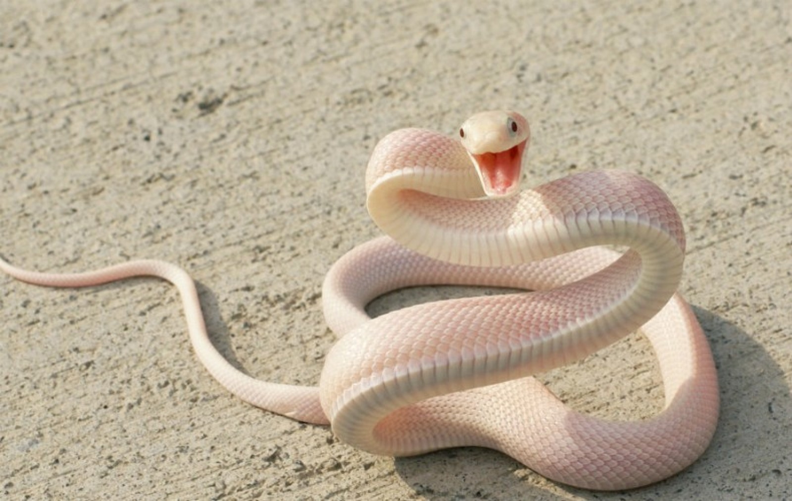 Entrevista com Solange, a serpente sigilosa