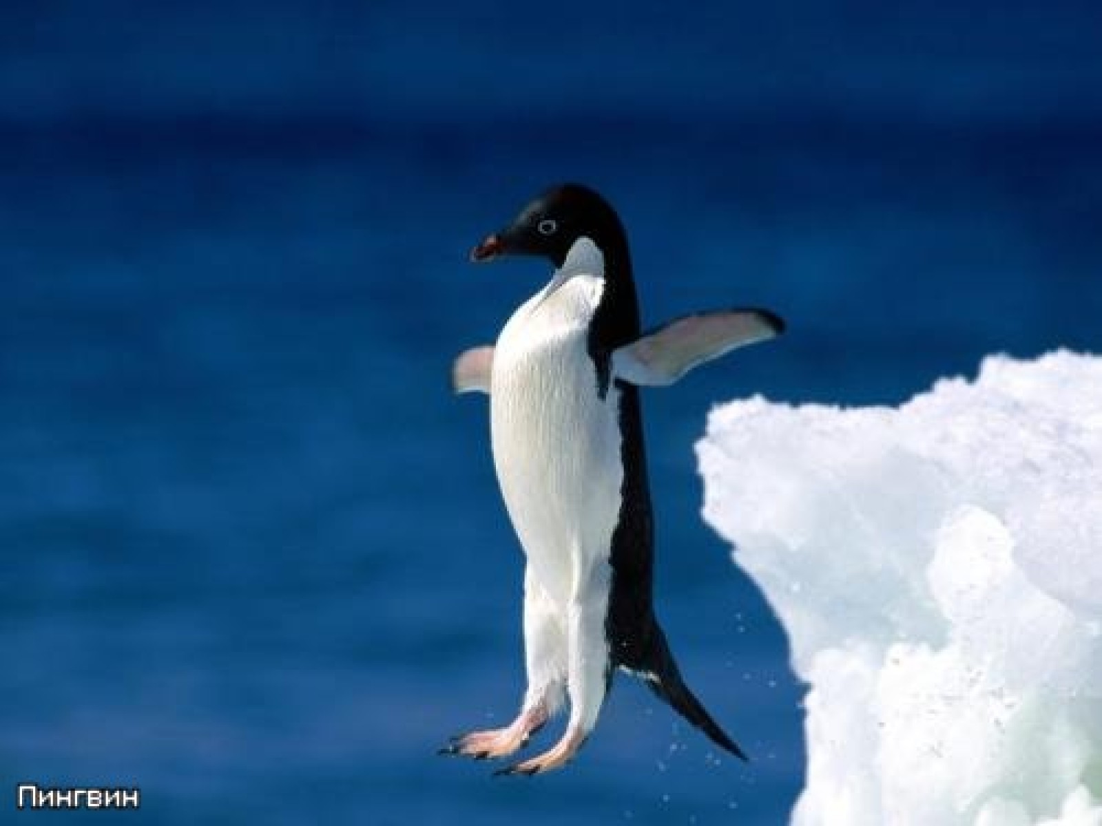 Um pinguim tupiniquim, o filme